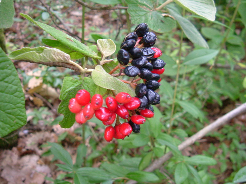 Viburnum lantana / Viburno lantana